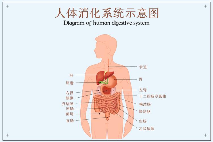 人体肠子的结构图