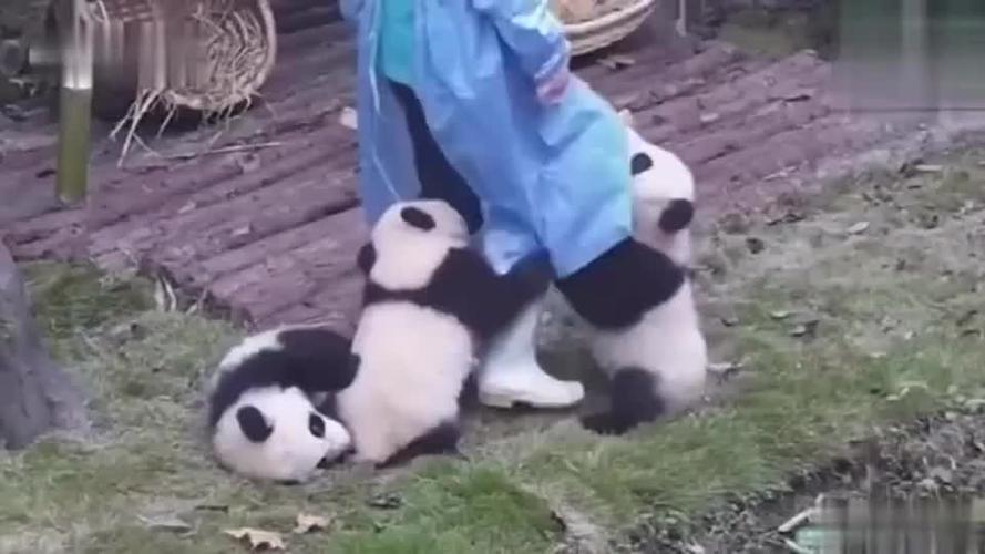 熊猫抱大腿
