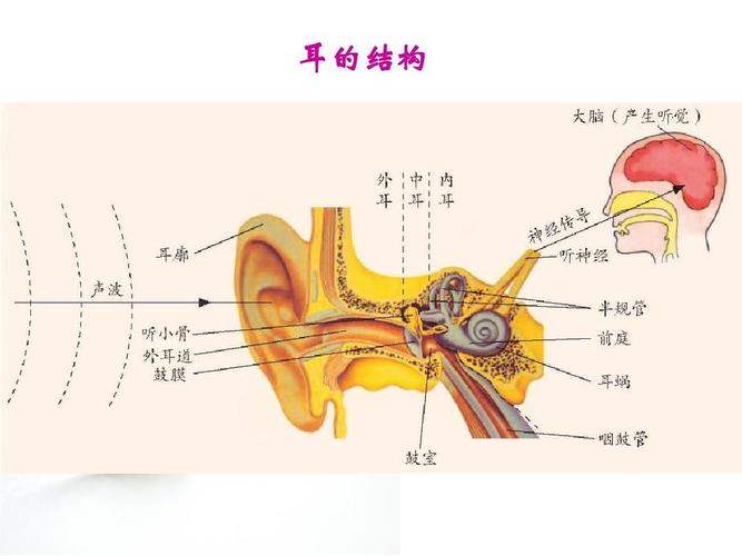 耳朵的结构图片