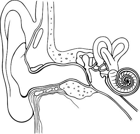 耳朵的结构图简笔画