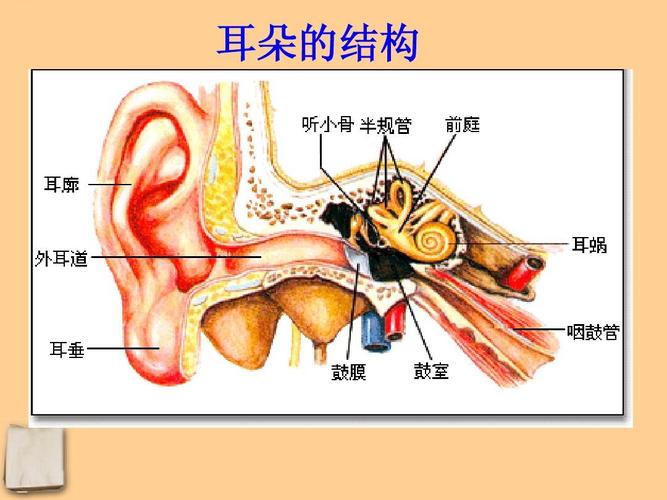 耳朵的结构图解大全