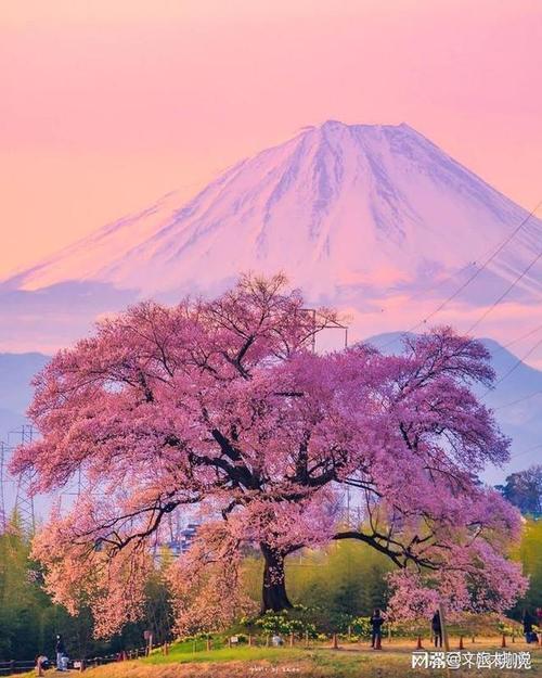 日本樱花季的相关图片